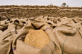 بیشترین واردات گندم در چه سالی اتفاق افتاد؟ بیشترین واردات گندم در چه سالی اتفاق افتاد؟