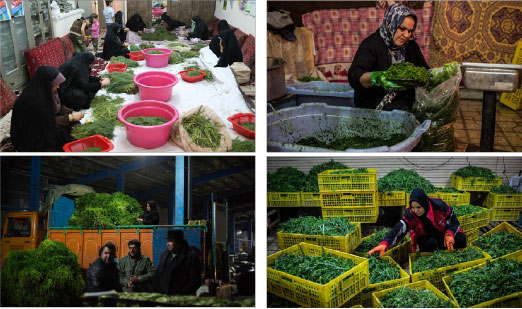 صفر تا ۱۰۰ راه اندازی کارگاه سبزی پاک کنی صفر تا ۱۰۰ راه اندازی کارگاه سبزی پاک کنی