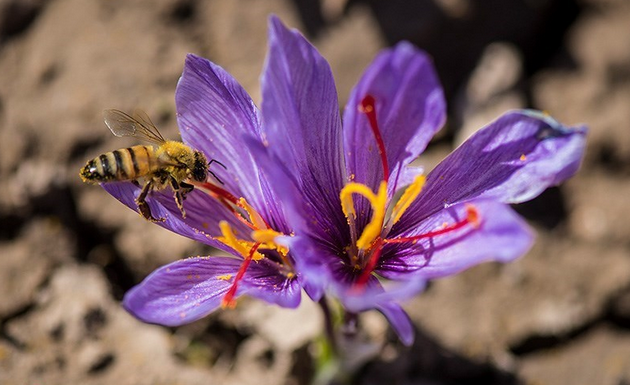 موسسه صنایع غذایی تقلبات زعفران را بررسی میکند موسسه صنایع غذایی تقلبات زعفران را بررسی میکند