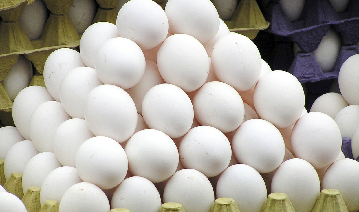 منتظر طوفان افزایش قیمت مرغ و تخم مرغ یا حذف مرغدارن از چرخه تولید باشید منتظر طوفان افزایش قیمت مرغ و تخم مرغ یا حذف مرغدارن از چرخه تولید باشید