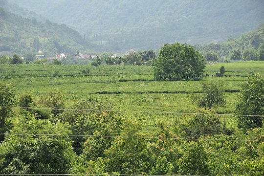 تولید برگ سبز چای به ۱۰۸هزار تن رسید تولید برگ سبز چای به ۱۰۸هزار تن رسید