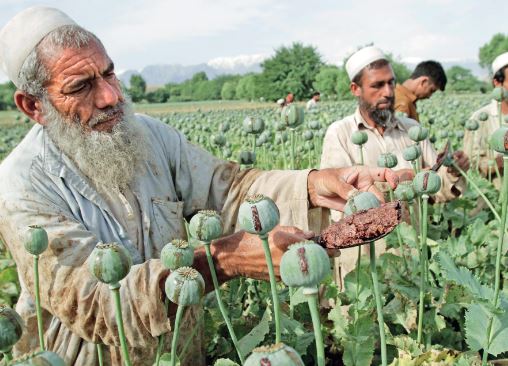 کاهش تولید مواد مخدر در افغانستان به نفع ما نیست کاهش تولید مواد مخدر در افغانستان به نفع ما نیست