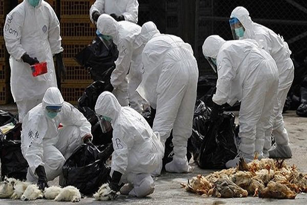 طرح جامع صنعت طیور در کشور اجرا می شود طرح جامع صنعت طیور در کشور اجرا می شود