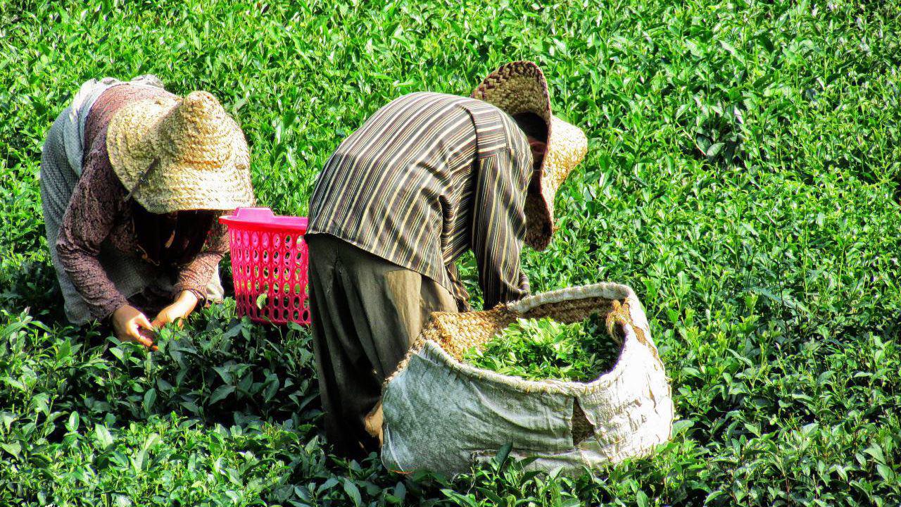 برداشت ۷۳هزار تن برگ سبز چای برداشت ۷۳هزار تن برگ سبز چای