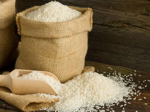 آغاز برداشت برنج در مازندران و گیلان آغاز برداشت برنج در مازندران و گیلان