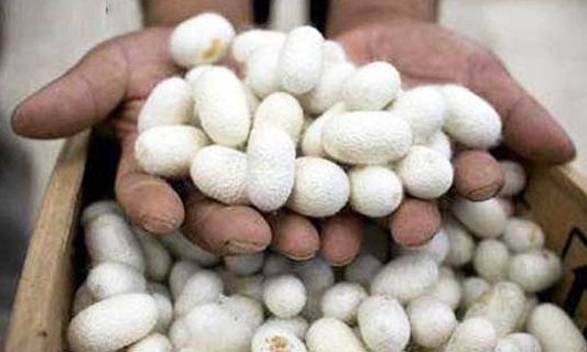 تولید هزار تن پیله تر در کشور تولید هزار تن پیله تر در کشور