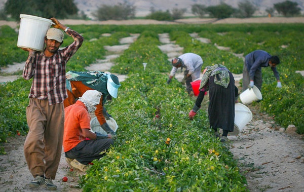 124هزارتن کودشیمیایی مورد نیاز استانهای شمالی تامین شد 124هزارتن کودشیمیایی مورد نیاز استانهای شمالی تامین شد
