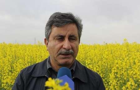 امکان کشت دانههای روغنی در ۲۰۰هزار هکتار از شالیزارهای گیلان امکان کشت دانههای روغنی در ۲۰۰هزار هکتار از شالیزارهای گیلان