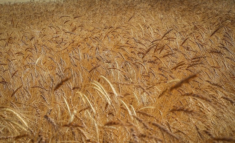دسترد شورای اقتصاد بر افزایش ۲۰درصدی قیمت گندم دسترد شورای اقتصاد بر افزایش ۲۰درصدی قیمت گندم
