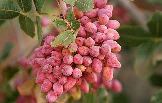 پستهای برای صادرات وجود ندارد پستهای برای صادرات وجود ندارد