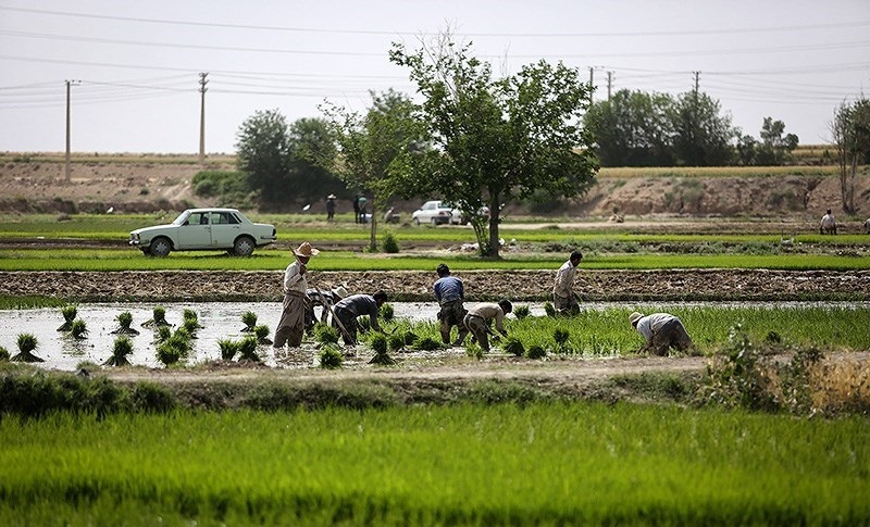 خودکشی دستهجمعی کشاورزی در خودکشی دستهجمعی کشاورزی در