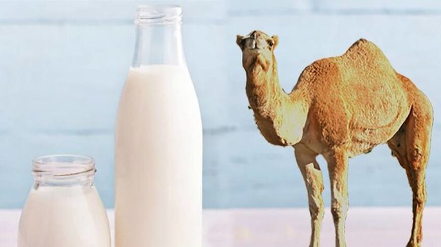 تب مالت در کمین مصرف کنندگان شیر شتر تب مالت در کمین مصرف کنندگان شیر شتر