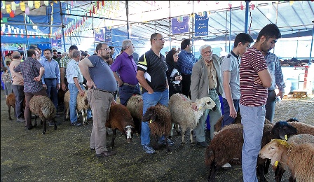 عرضه بهداشتی دام در ۲۷جایگاه عرضه بهداشتی دام در ۲۷جایگاه