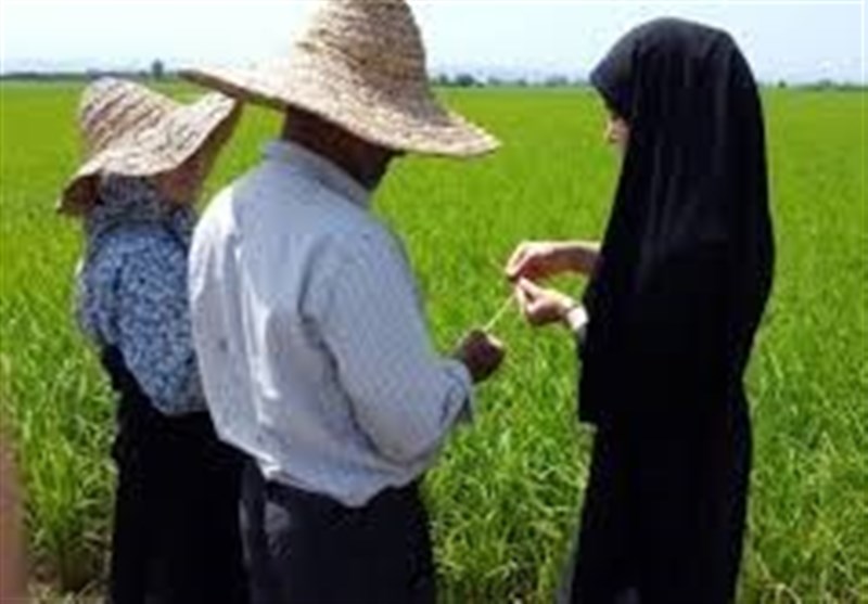 تامین مالی زنجیره ارزش اساس توسعه کشاورزی قراردادی است تامین مالی زنجیره ارزش اساس توسعه کشاورزی قراردادی است