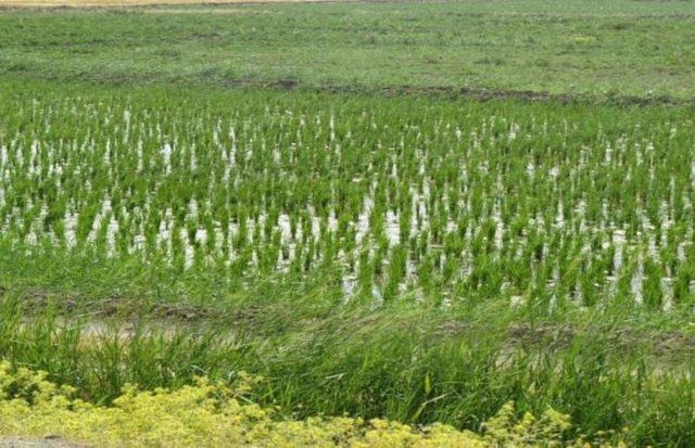 توقف کشت برنج در استان های غیر شمالی 3تا 5سال آینده توقف کشت برنج در استان های غیر شمالی 3تا 5سال آینده