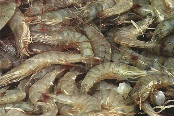ممنوعیت صادرات خوراک آبزیان رفع شد +سند ممنوعیت صادرات خوراک آبزیان رفع شد +سند