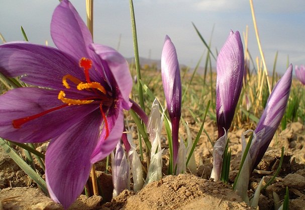 با انعقاد ۳/۳ میلیون قرارداد طی ۳.۵ ماه در بازار آتی بورس کالای ایران، معادل کل تولید زعفران کشور در این بازار دادوستد شد. با انعقاد ۳/۳ میلیون قرارداد طی ۳.۵ ماه در بازار آتی بورس کالای ایران، معادل کل تولید زعفران کشور در این بازار دادوستد شد.