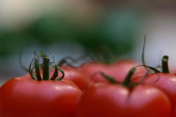 علت صادرات گوجهفرنگی با وجود ممنوعیت صادرات علت صادرات گوجهفرنگی با وجود ممنوعیت صادرات