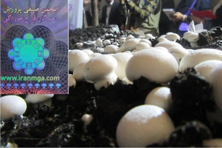 قارچ خوراکی هولوگرام دار شد قارچ خوراکی هولوگرام دار شد
