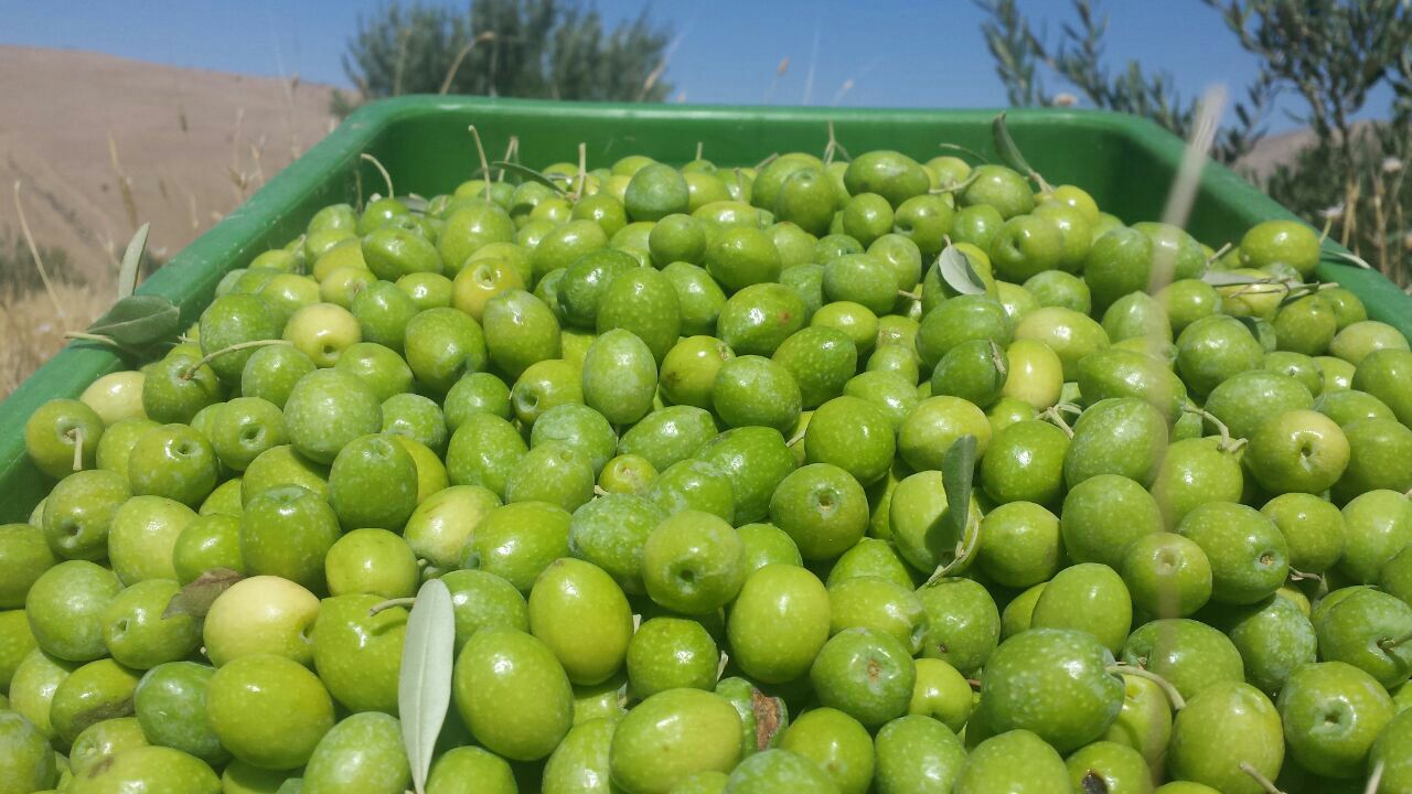 تولید ۹۰هزار تن دانه زیتون در سال جاری تولید ۹۰هزار تن دانه زیتون در سال جاری