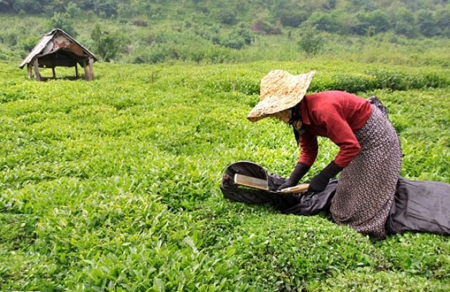 تخصیص بخش سوم اعتبارات خرید برگ سبز چای ابتدای آبان ماه/ 164میلیارد تومان از مطالبات چایکارن پرداخت شد تخصیص بخش سوم اعتبارات خرید برگ سبز چای ابتدای آبان ماه/ 164میلیارد تومان از مطالبات چایکارن پرداخت شد