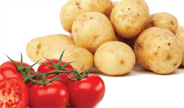 کاهش قیمت گوجه به ۳۶۰۰تومان کاهش قیمت گوجه به ۳۶۰۰تومان