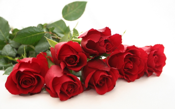 هر شاخه گل برای روز مادر چند؟ هر شاخه گل برای روز مادر چند؟