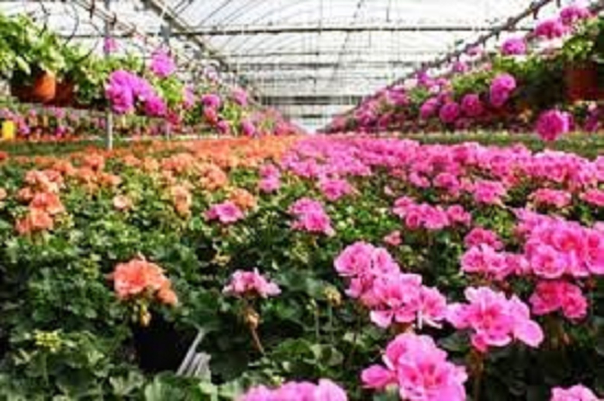 گلهای محلات در گلخانهها پژمرد گلهای محلات در گلخانهها پژمرد