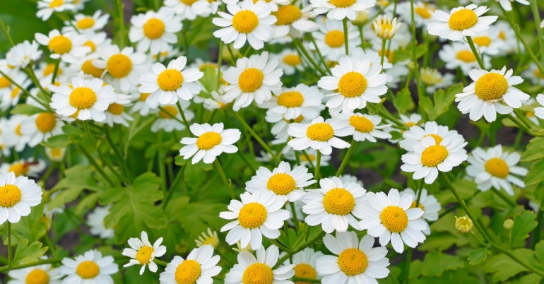 ۷ مسکن بسیار قوی گیاهی ۷ مسکن بسیار قوی گیاهی