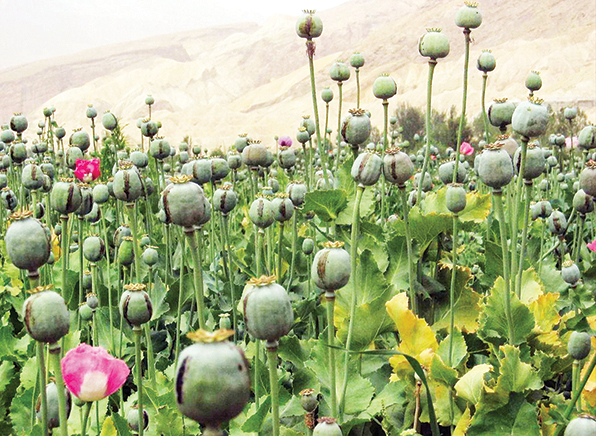 کاشت خشخاش برای رسیدن به جنس مرغوب کاشت خشخاش برای رسیدن به جنس مرغوب