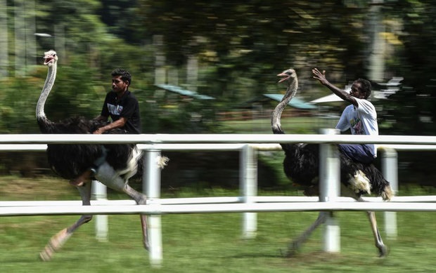 شترمرغ سواری! +عکس