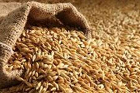 بیش از ۸۰ درصد جو مورد نیاز کشور در داخل تولید می شود بیش از ۸۰ درصد جو مورد نیاز کشور در داخل تولید می شود