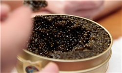 آغاز صادرات خاویار ایران به آمریکا با دریافت گواهی FDA/ بیوتروریسم عامل اصلی کاهش ذخایر خاویاری دریای خزر