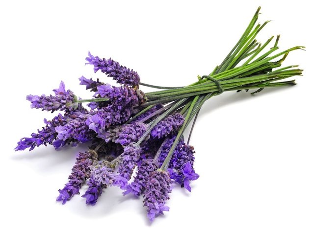 تاثیر روغن اسطوخودوس بر سلامت موها تاثیر روغن اسطوخودوس بر سلامت موها
