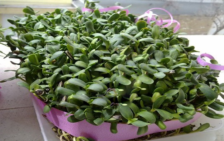 ارتباط افزایش طلاق با اسراف در سبزه شب عید ارتباط افزایش طلاق با اسراف در سبزه شب عید
