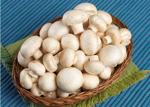 از سیر تا پیاز پرورش قارچ از سیر تا پیاز پرورش قارچ