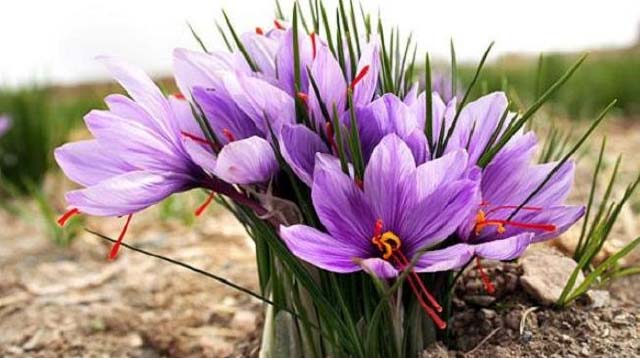 برای اولین بار عرضه زعفران در بورس کالا/ ارتقاء جایگاه صادراتی ایران در عرصه جهانی برای اولین بار عرضه زعفران در بورس کالا/ ارتقاء جایگاه صادراتی ایران در عرصه جهانی