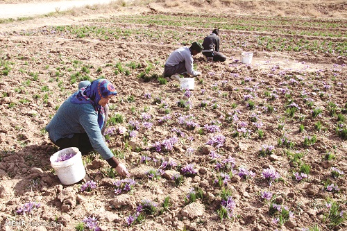 عقبگرد غول پسته، زعفران و خرما عقبگرد غول پسته، زعفران و خرما
