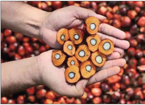 آخرین وضعیت واردات روغن پالم آخرین وضعیت واردات روغن پالم