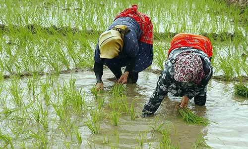 برداشت برنج در استانهای شمالی آغاز شد برداشت برنج در استانهای شمالی آغاز شد
