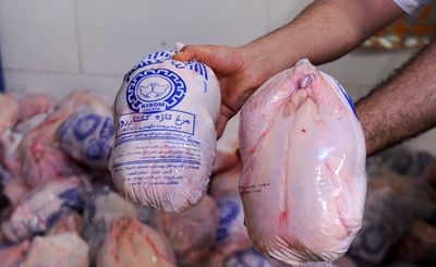قیمت بالا و درشتی مرغها مانع صادرات شد قیمت بالا و درشتی مرغها مانع صادرات شد