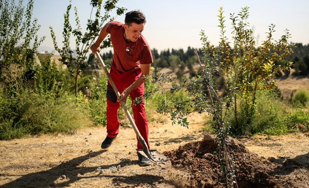 درختکاری جهانگرد آلمانی در ایران +عکس