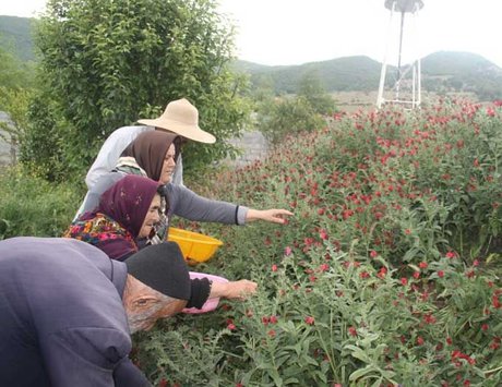سهم صادرات ایران از گیاهان دارویی ۳۵۰میلیون دلار است سهم صادرات ایران از گیاهان دارویی ۳۵۰میلیون دلار است