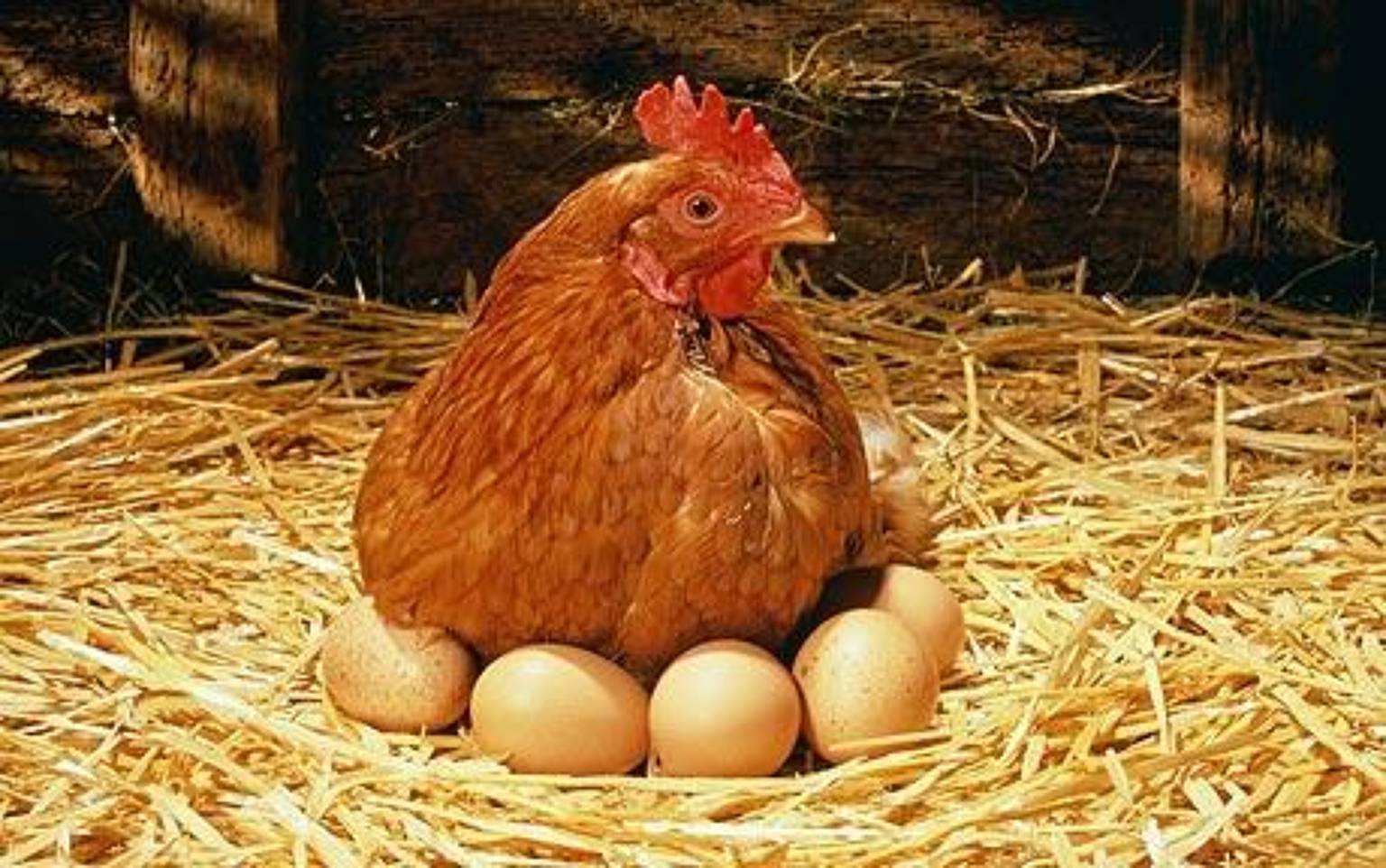 مرغ و تخممرغ در آستانه گرانی مرغ و تخممرغ در آستانه گرانی