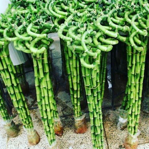 جمعآوری بنسای و لاکیبامبو از شنبه جمعآوری بنسای و لاکیبامبو از شنبه