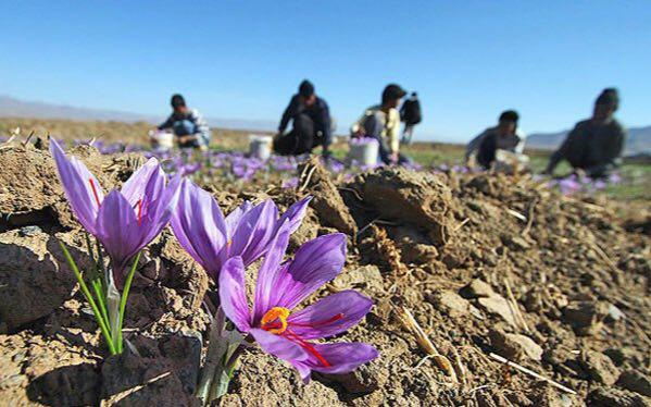 آغاز برداشت طلای سرخ آغاز برداشت طلای سرخ