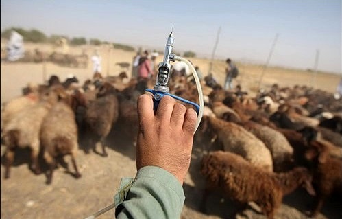 آغاز فاز دوم واکسیناسیون تب برفکی/ اتحادیهها به برنامه مبارزه با بیماری ورود پیدا کنند/ کمبود واکسن در کشور نداریم آغاز فاز دوم واکسیناسیون تب برفکی/ اتحادیهها به برنامه مبارزه با بیماری ورود پیدا کنند/ کمبود واکسن در کشور نداریم