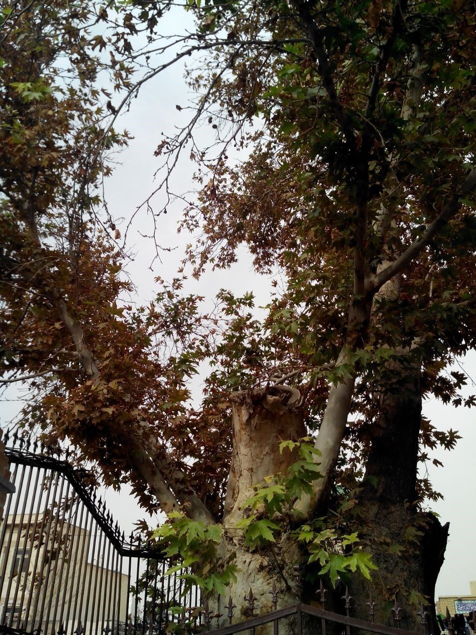 پیرترین موجود زنده تهران با ۹۶۶ سال سن +تصاویر