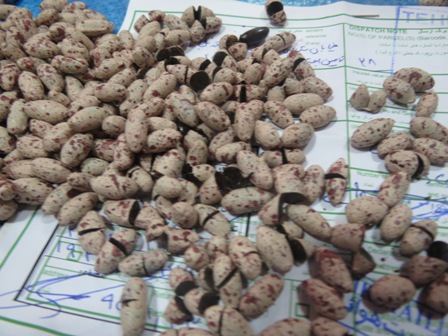 کشف بیش از ۲۴ تن مواد مخدر در گمرکات کشور کشف بیش از ۲۴ تن مواد مخدر در گمرکات کشور
