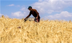 نرخ مناسب خرید تضمینی گندم چند است؟/ انباشت زیان کشاورزان با نرخ ۱۳۰۰تومان برای هر کیلوگرم گندم نرخ مناسب خرید تضمینی گندم چند است؟/ انباشت زیان کشاورزان با نرخ ۱۳۰۰تومان برای هر کیلوگرم گندم